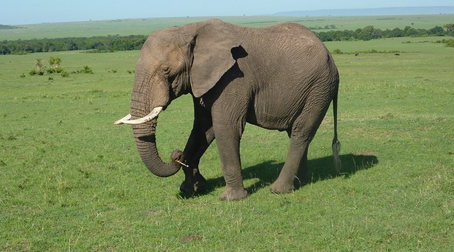 Elephants at Amboseli national park