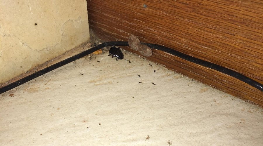 Dead cockroach and ants in the kitchen. 