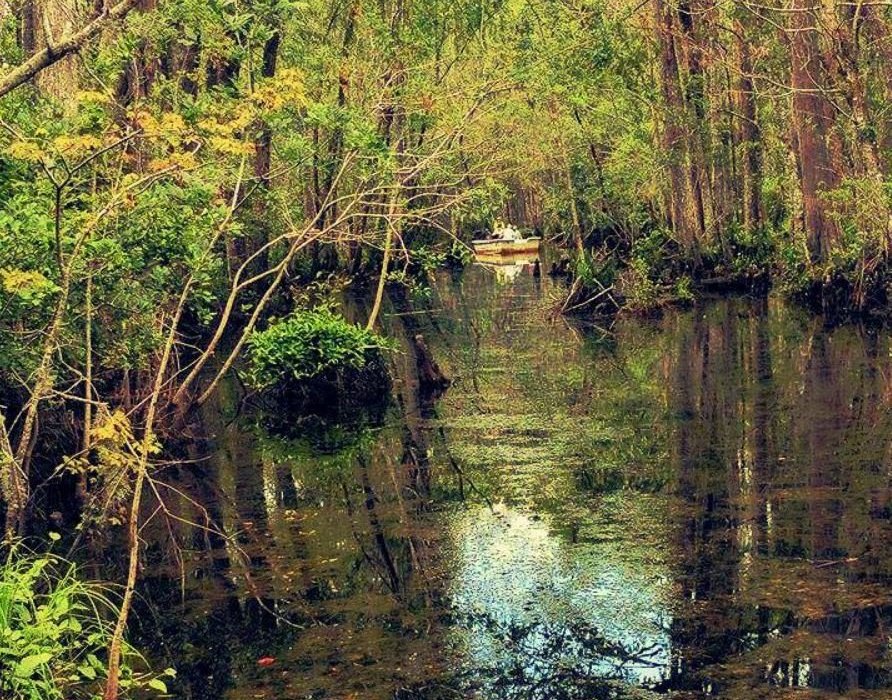 The Swamp Park (Ocean Isle Beach) - All You Need to Know BEFORE You Go