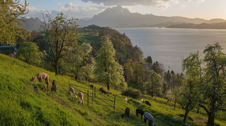 An den steilen Hängen der Rigi grasen unsere Alpakas und Lamas mit Blick auf den Vierwaldstätter
