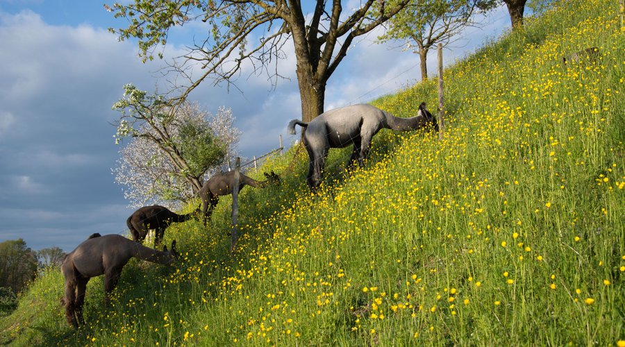 Blühende Bäume und Wiesen zieren unsere Landschaft.