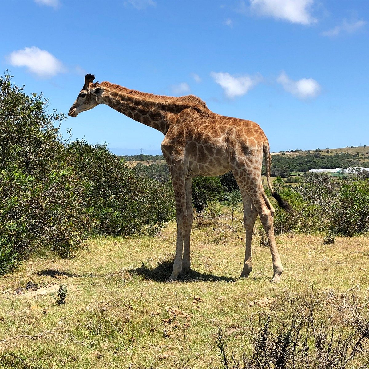 KRAGGA KAMMA GAME PARK (Port Elizabeth) - All You Need to Know BEFORE You Go