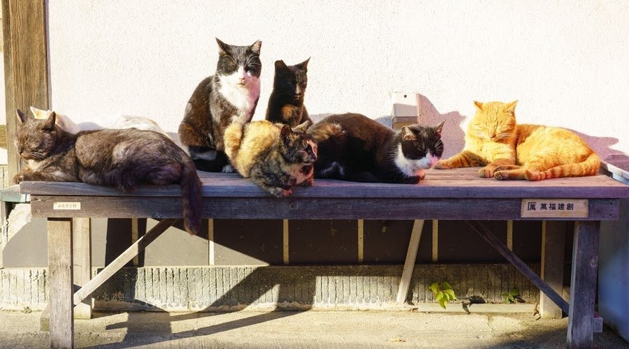 暖かな冬の陽を浴び、猫勢ぞろい