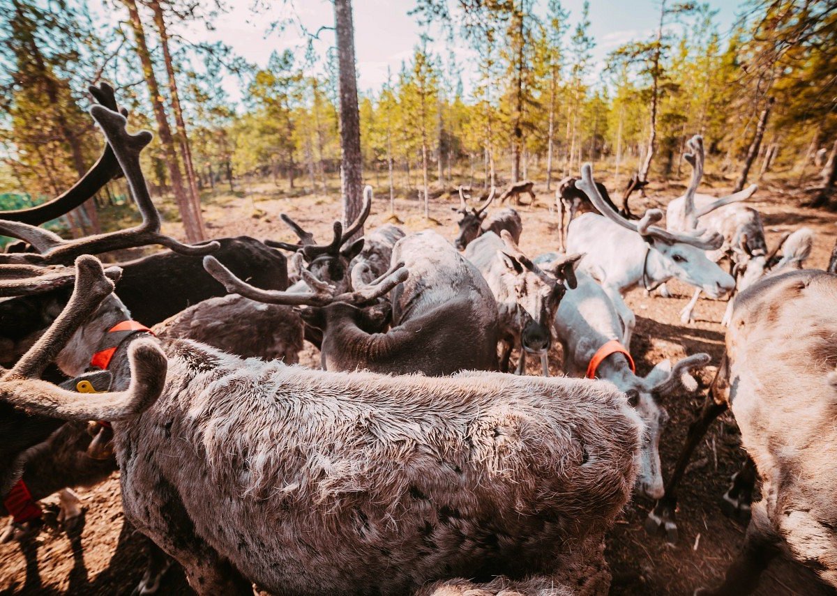 Саамская деревня в Мурманской области