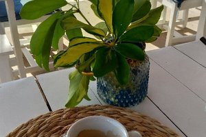 Bebidas
