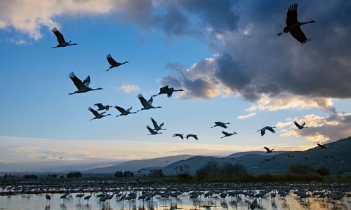 Tens of thousands of cranes at Agamon HaHula on their biannual migration between Europe/Asia and Africa, a unique experience and a great place to take photographs.