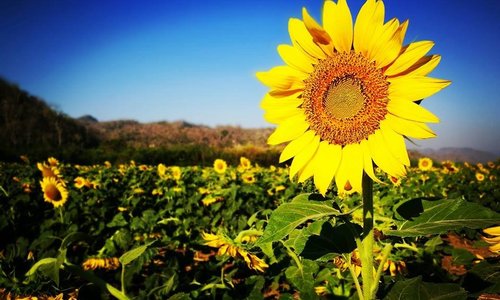 Sunflower farm, no entrance fee