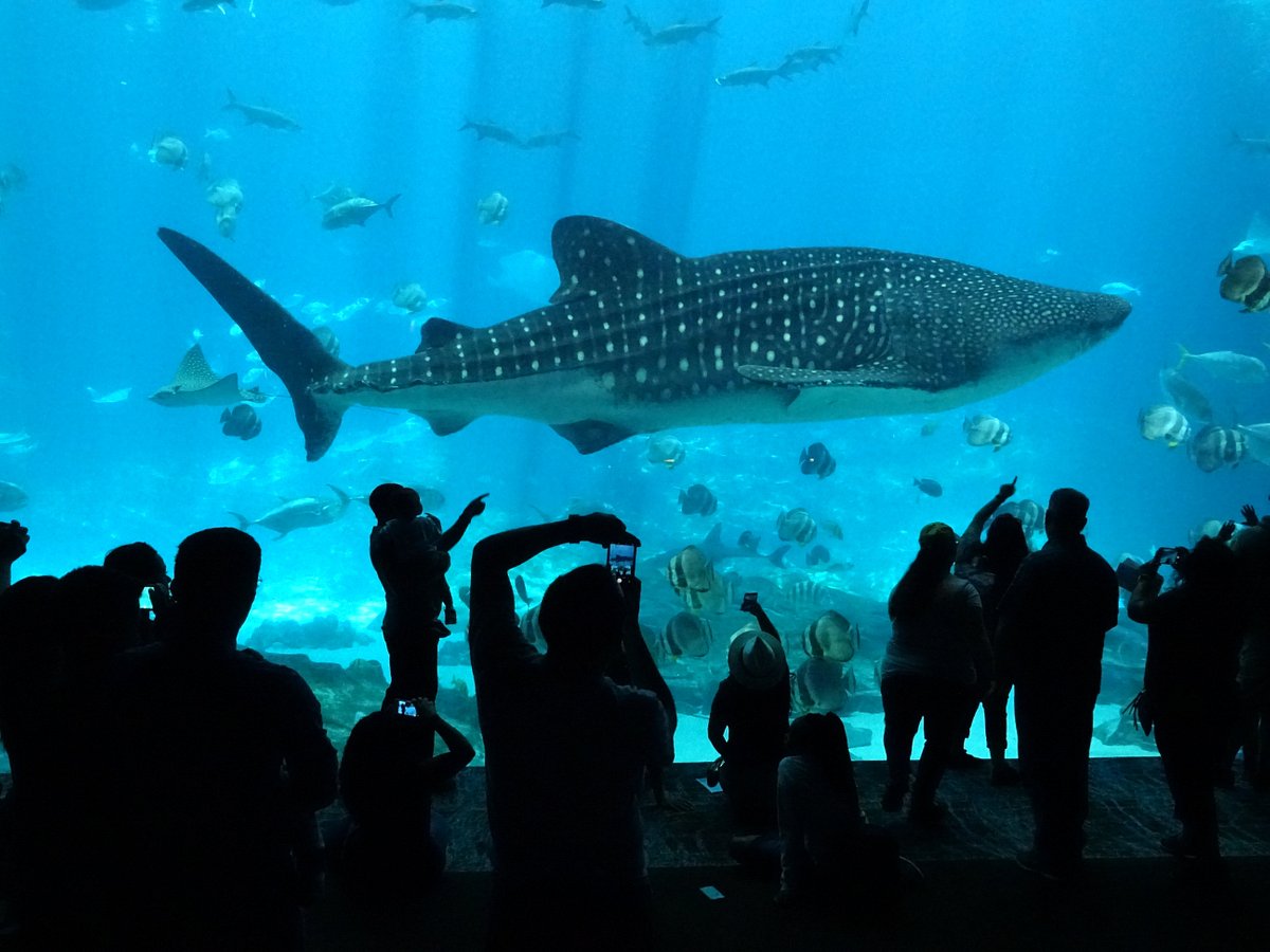 Caring for the Ocean's Gentle Giants - Georgia Aquarium