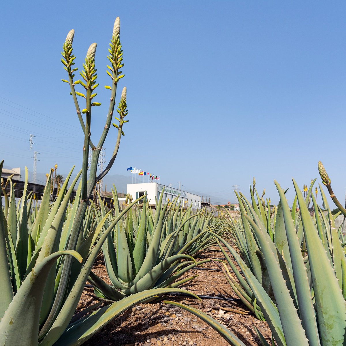 Finca Canarias Aloe Vera, Санта-Крус-де-Тенерифе: лучшие советы перед  посещением - Tripadvisor