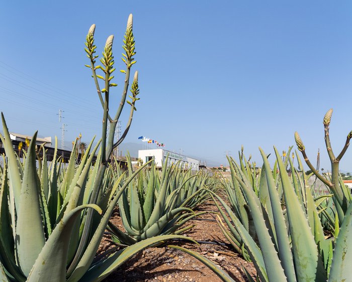 Imagen 1 de Finca Canarias Aloe Vera