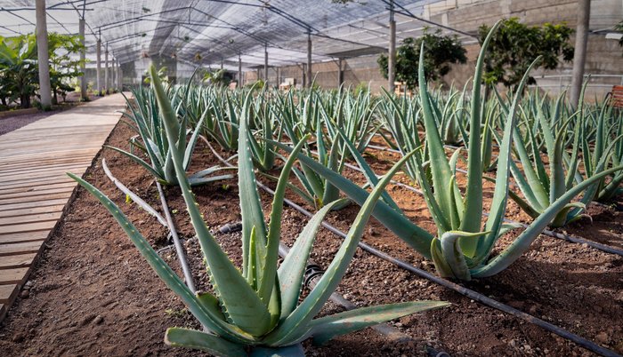 Imagen 10 de Finca Canarias Aloe Vera