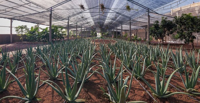 Imagen 9 de Finca Canarias Aloe Vera