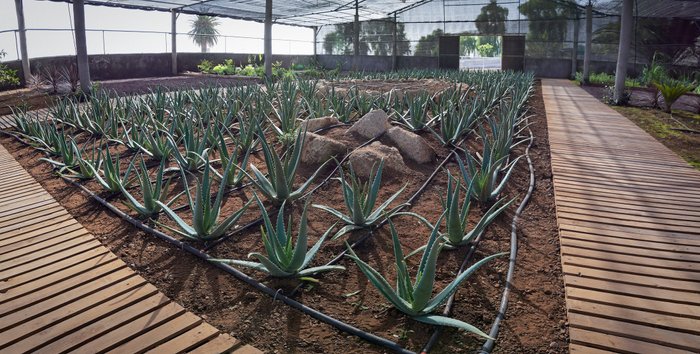 Imagen 4 de Finca Canarias Aloe Vera