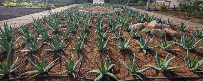 Imagen 2 de Finca Canarias Aloe Vera