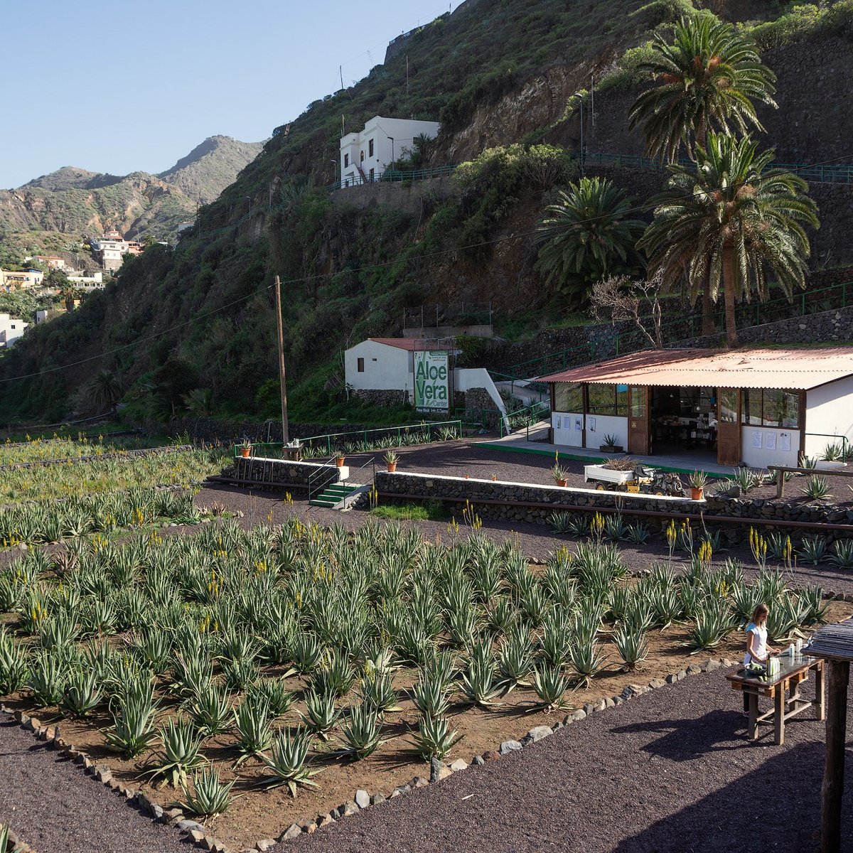 Finca Canarias Aloe Vera, Ла-Гомера: лучшие советы перед посещением -  Tripadvisor