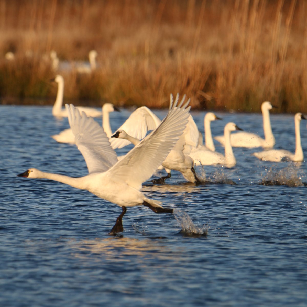 Pungo Unit Of Pocosin Lakes National Wildlife Refuge Pantego 2022