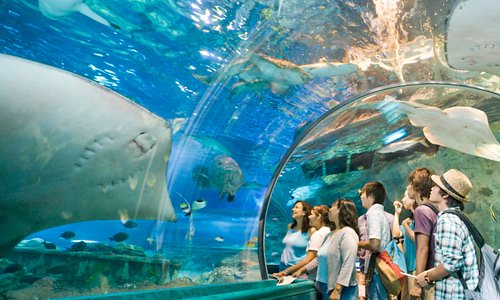 Our Ocean Safari is open daily from 10am-6:30pm (last entrance 6pm)