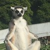 YoYoGabba