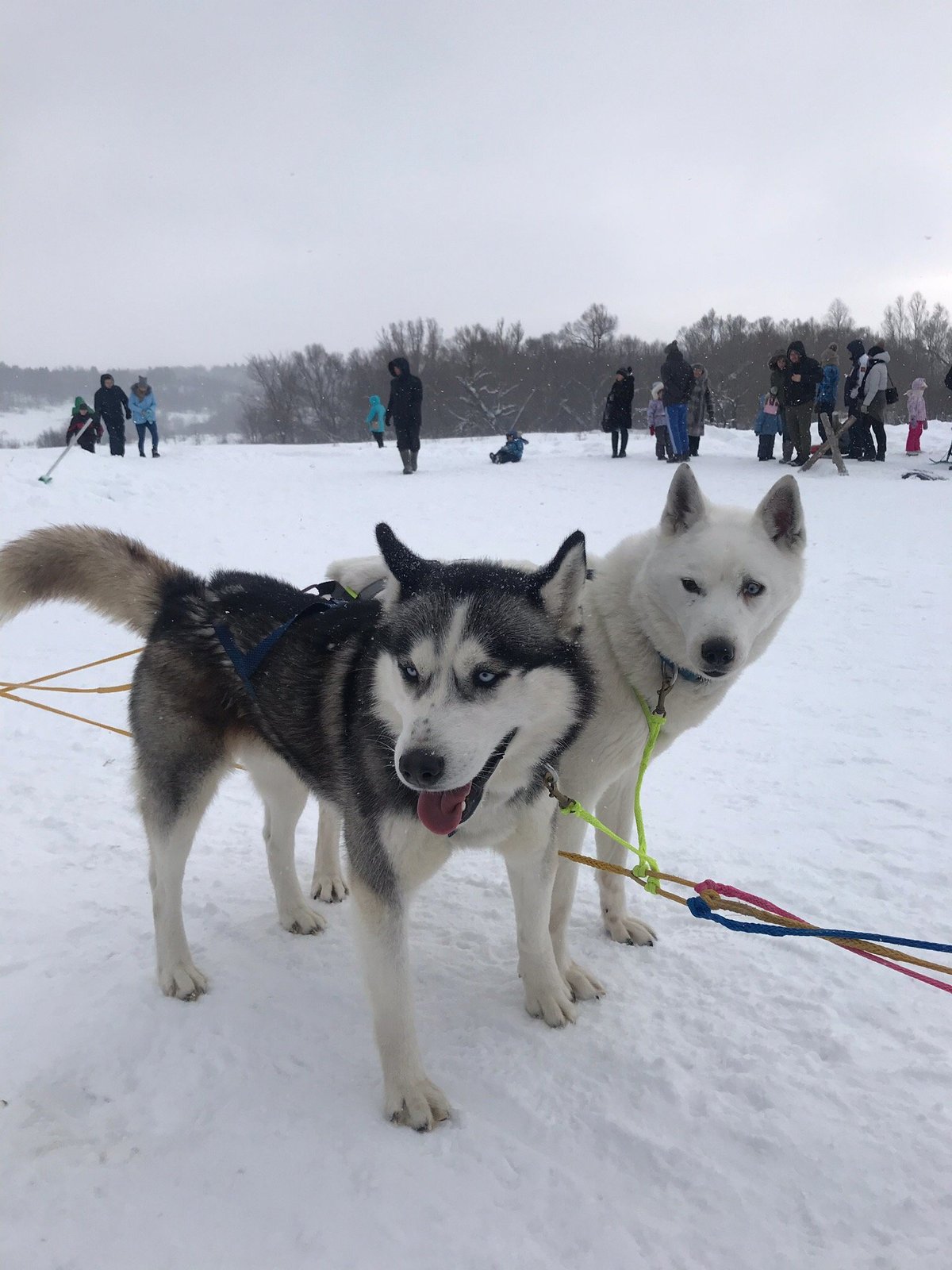 Питомник Хаски Dogwinter, Саратов: лучшие советы перед посещением -  Tripadvisor