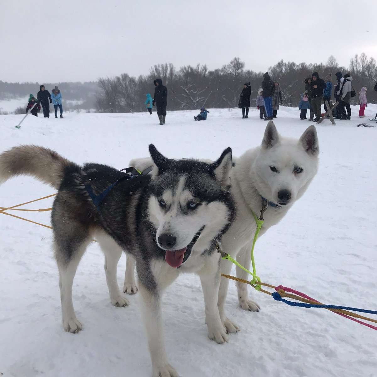 Питомник Хаски Dogwinter, Саратов: лучшие советы перед посещением -  Tripadvisor