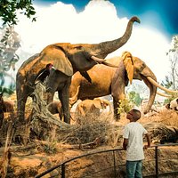 Johnny Morris' Wonders of Wildlife National Museum and Aquarium