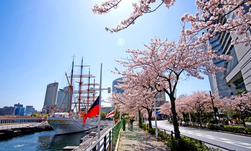 Sakura in Minato Mirai 21