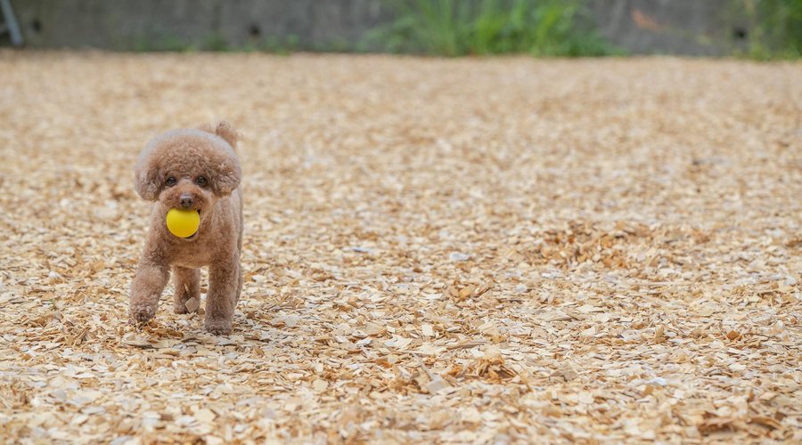 コレドール湯河原　Ｄｏｇ＆Ｒｅｓｏｒｔ
全13室　愛犬と泊まれるお部屋です
屋外内にドッグラン完備。
