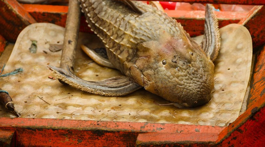 Tentando lembrar o nome desse peixe - alguém sabe?