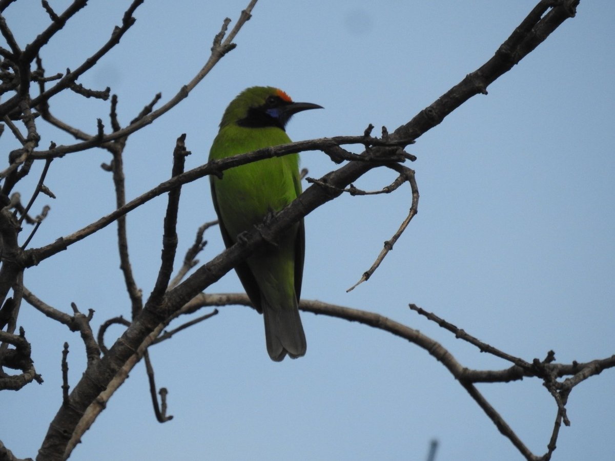 CAMBODIA BIRDING TOUR (Siem Reap) - All You Need to Know BEFORE You Go