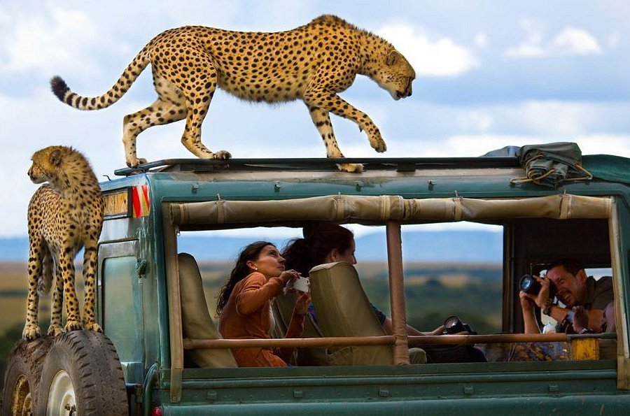 Sungura Safaris image