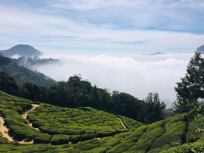 MUNNAR HOUSE (Munnar, Hindistan) - Konaklama Yorumları - Tripadvisor