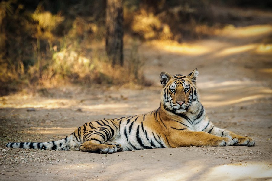 nagpur tiger safari