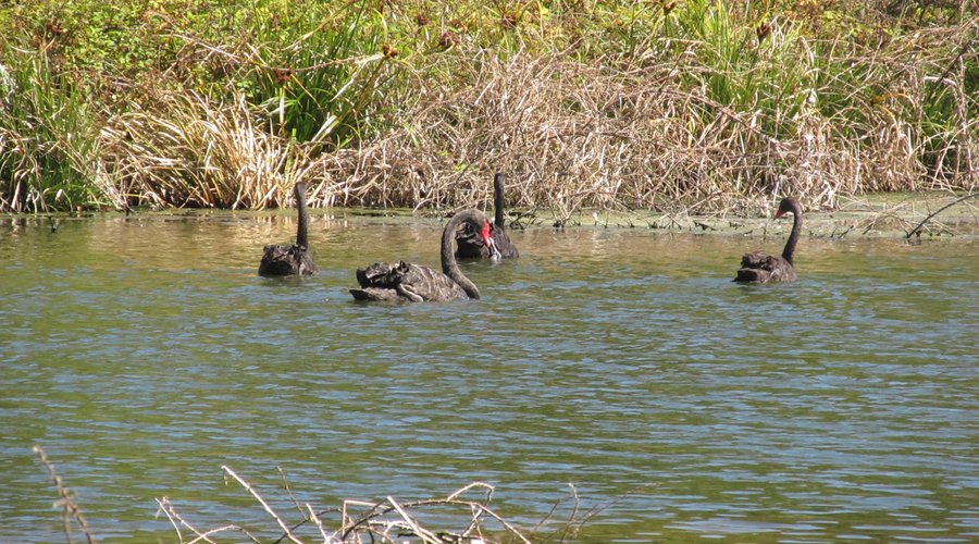 Black swans swimming on the lake