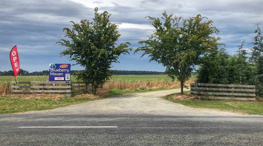 Entrance to Blueberry Haven at 16 Arowhenua Station Road. Look out for the big blue sign and open flag.