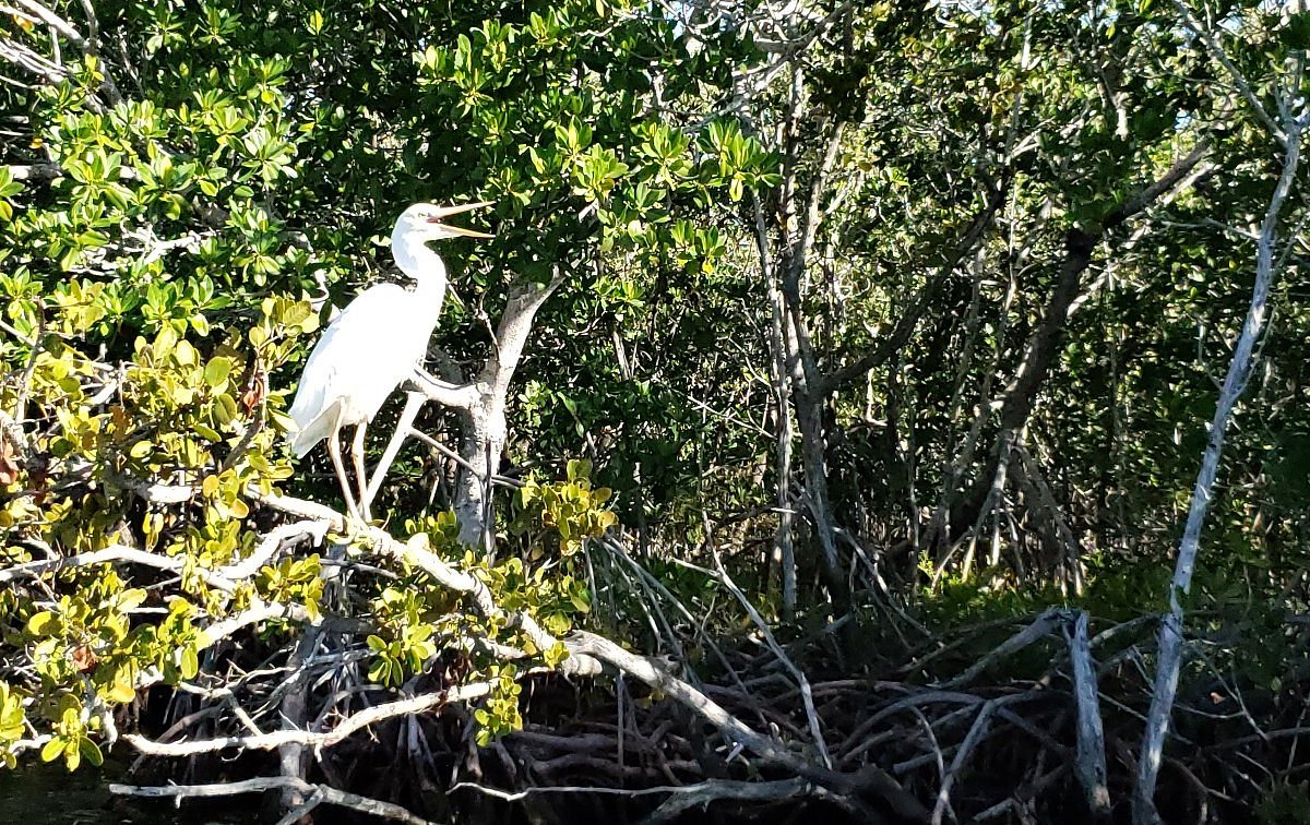 everglades eco tour key largo