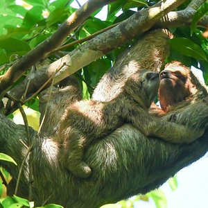 Three-Toed Sloth mother & baby (photo credit James Weatherly)
