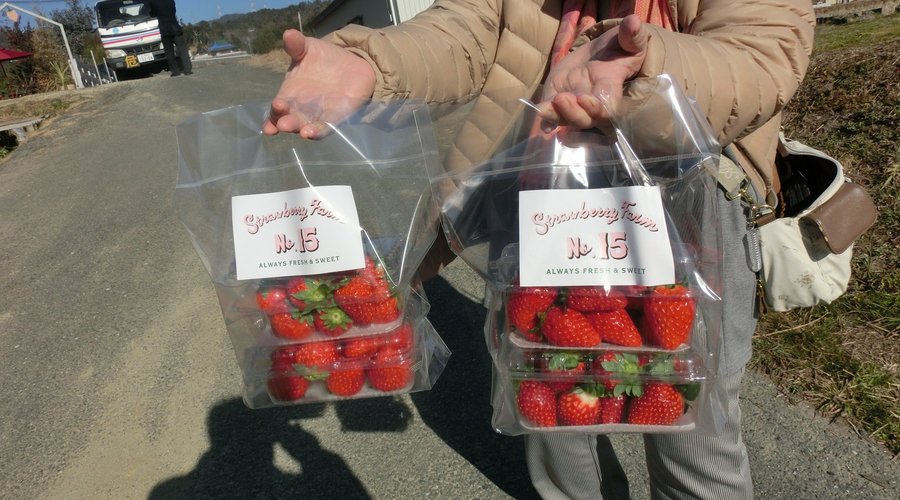 摘み取り購入した、完熟の「紅ほっぺ」「、あき姫」の苺