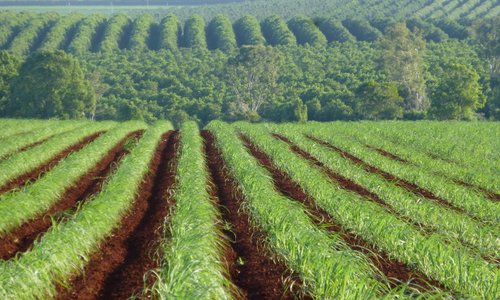 Our district is rich in many things... natural resources, crops such as Avocado and sugar cane,  history, new arrivals and old.  Our wines capture this in every bottle.