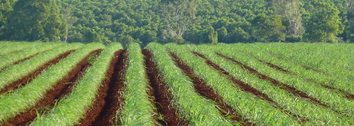 Our district is rich in many things... natural resources, crops such as Avocado and sugar cane,  history, new arrivals and old.  Our wines capture this in every bottle.