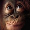 the auspicious monkey
