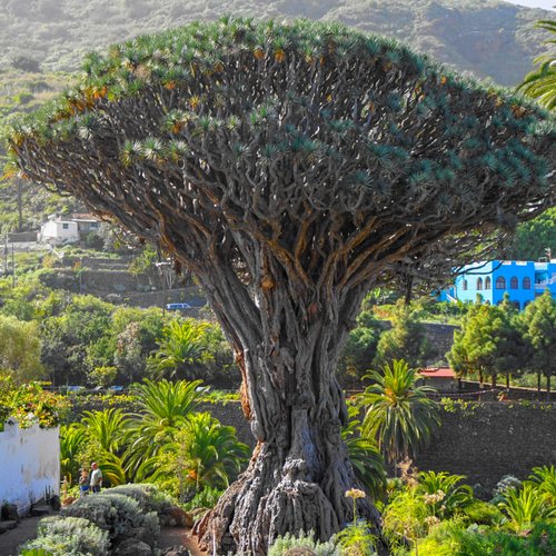Драконовое Дерево На Тенерифе