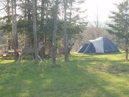 Old Entrance B 'n B Cabins, Teepees, Trail Rides, near Jasper, Bed