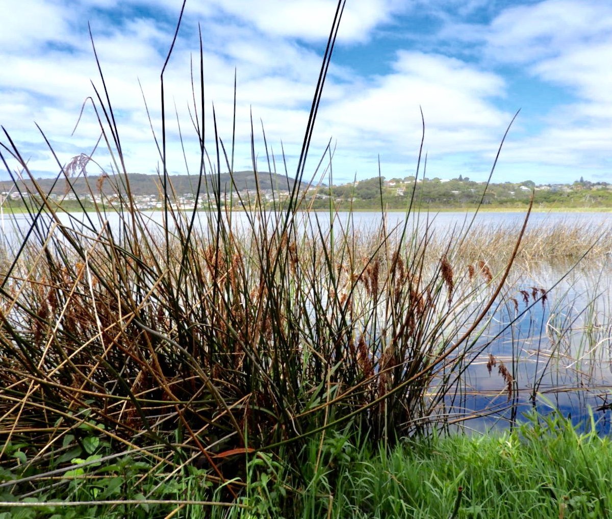 Lake Seppings - All You Need to Know BEFORE You Go (2024)