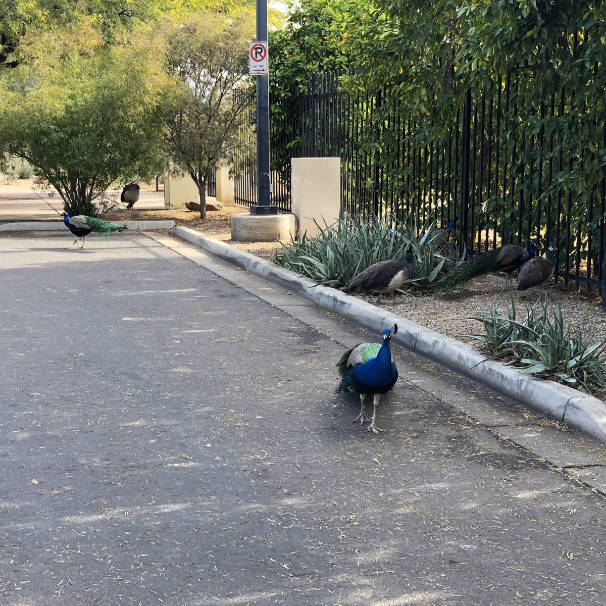 XERISCAPE BOTANICAL GARDENS (Glendale) - 2023 What to Know BEFORE You Go