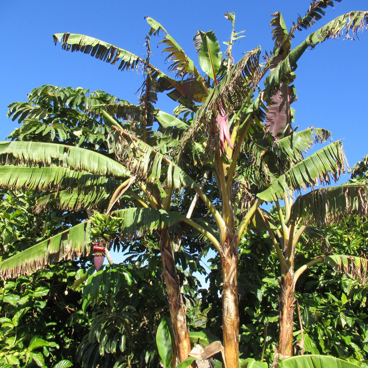 PALMETUM SANTA CRUZ JARDÍN BOTÁNICO - Qué SABER antes de ir