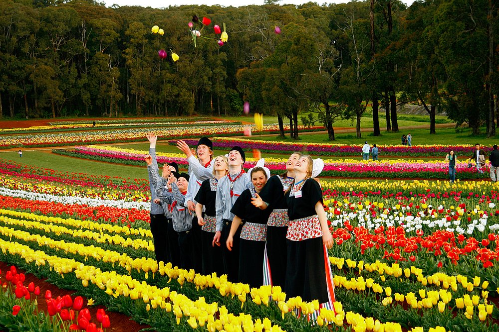 Tulip Festival