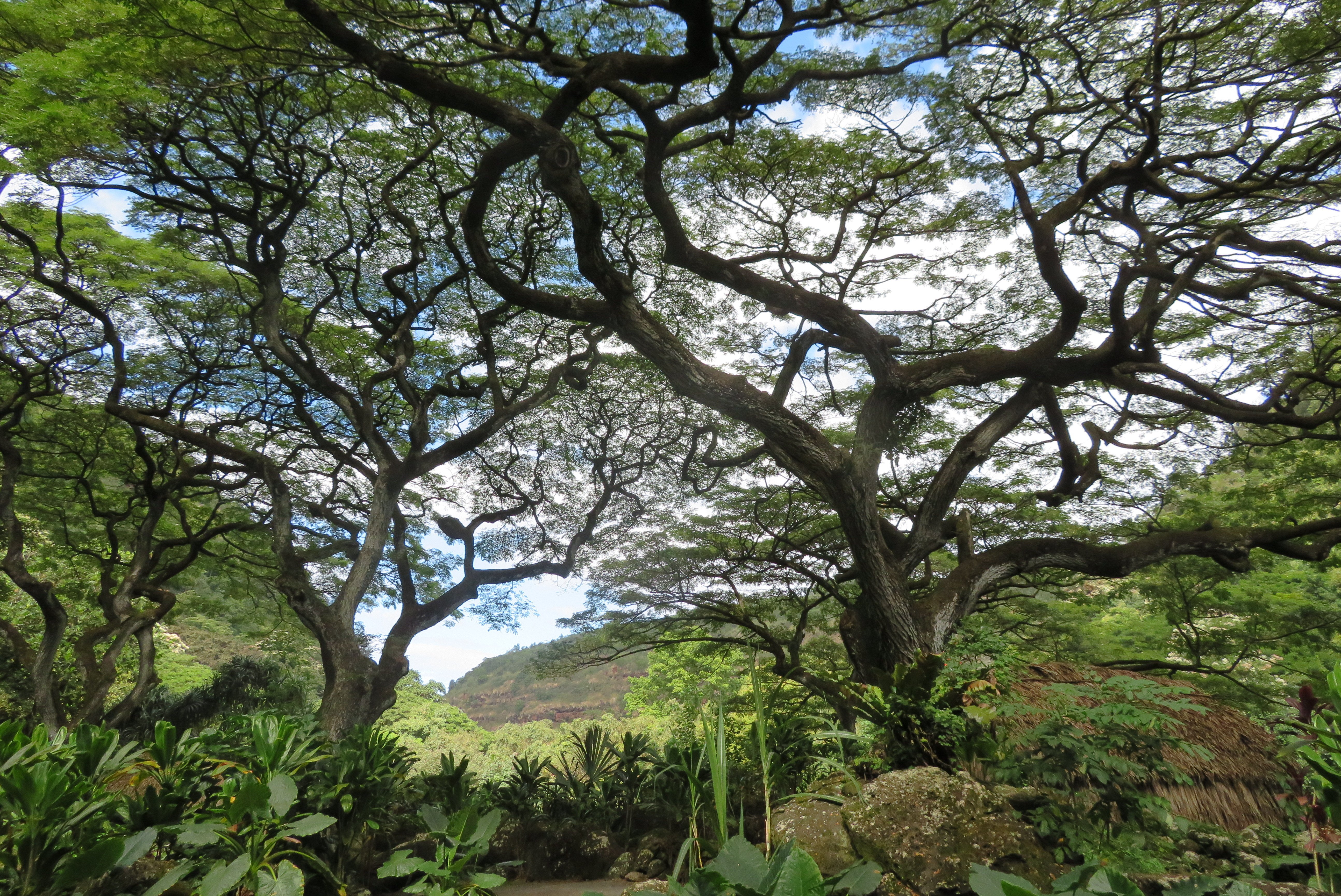 威美亚植物园(瓦胡岛) - 旅游景点点评- Tripadvisor