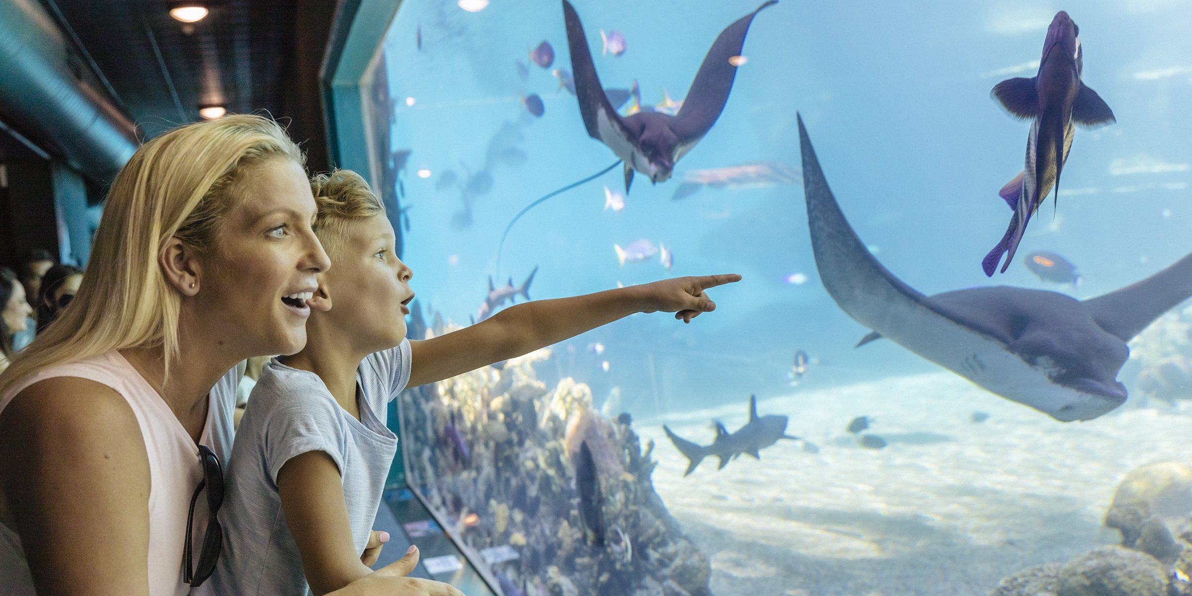 Sea World All You Need to Know BEFORE You Go Visiting Tips 2024