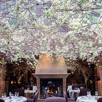 Blossom in the conservatory
