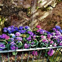 Flowers across from the Gallery.